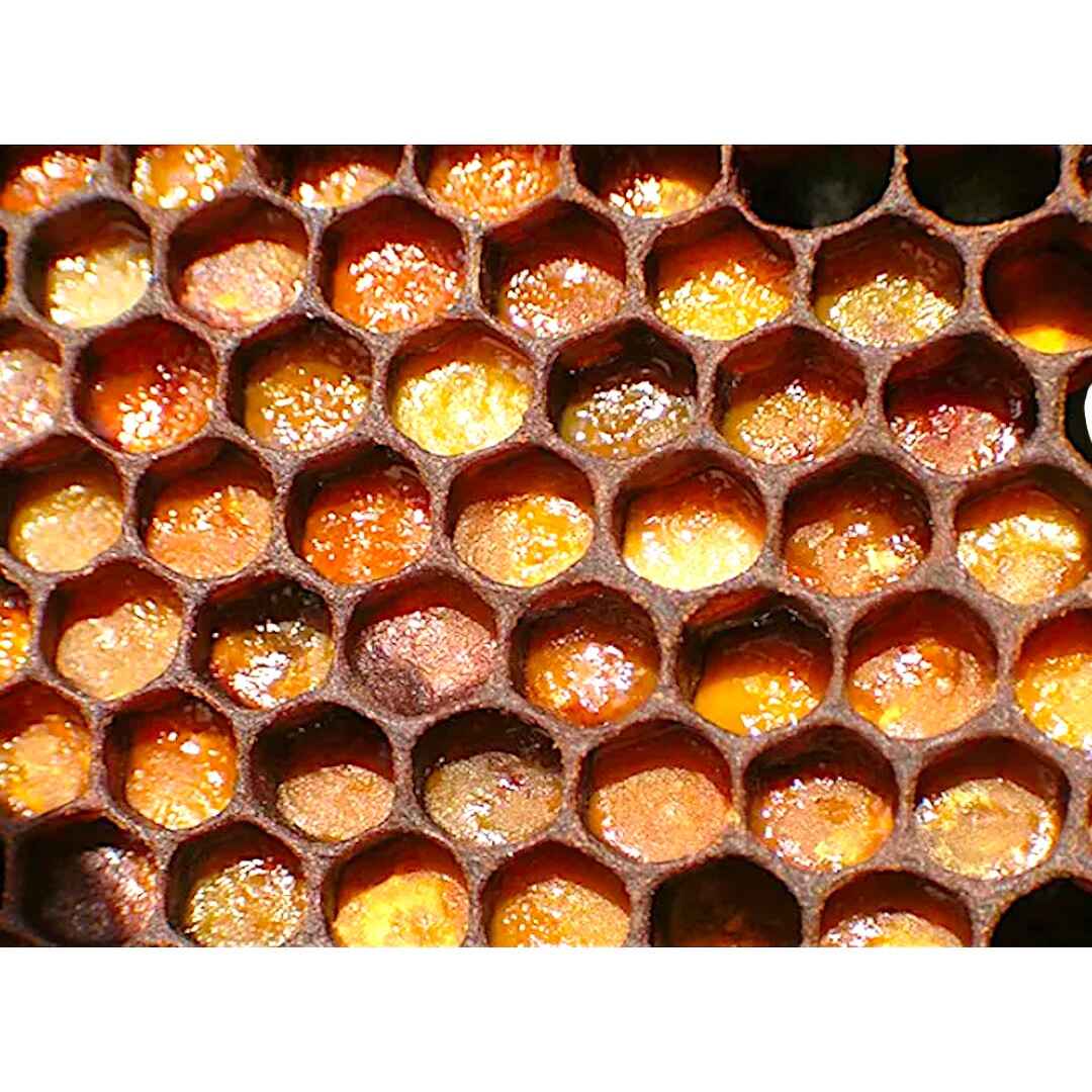 Pcelinja perga u pčeljinjem saću